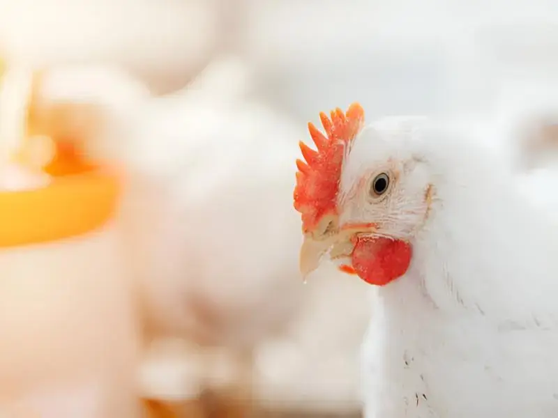 About Swazi Poultry Processors Ltd
